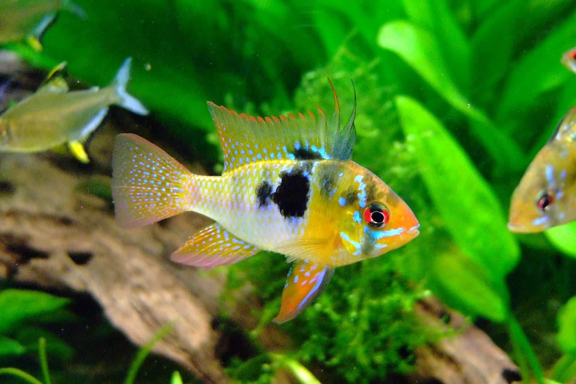 Fish & Aquatic Pets