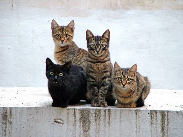 Cats